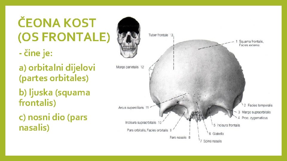 ČEONA KOST (OS FRONTALE) - čine je: a) orbitalni dijelovi (partes orbitales) b) ljuska