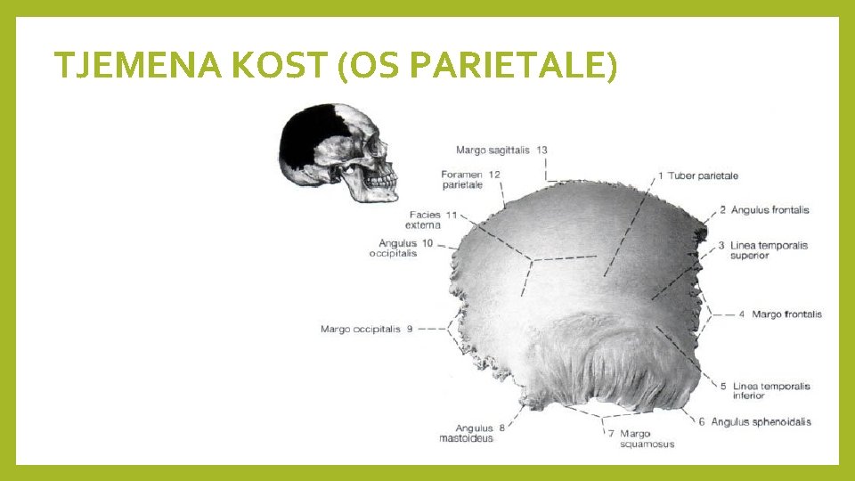 TJEMENA KOST (OS PARIETALE) 