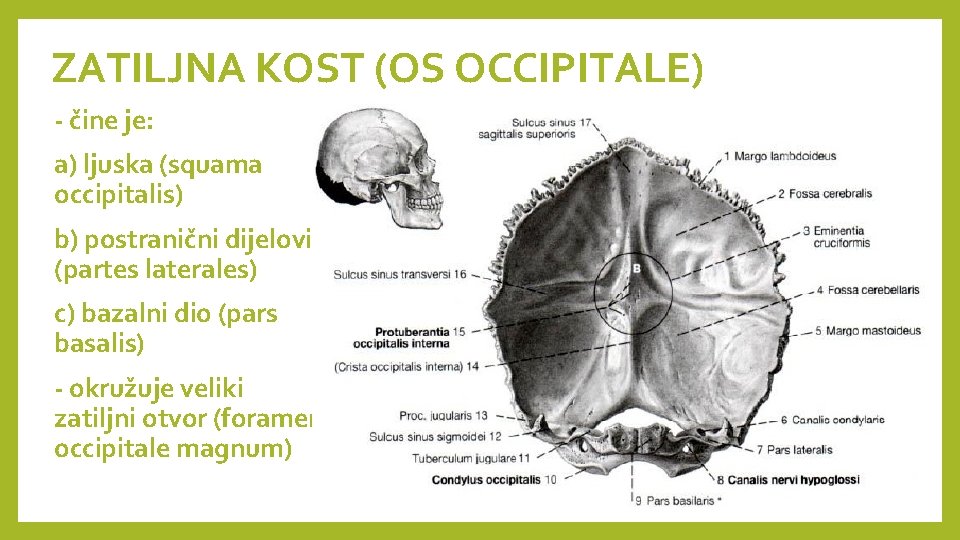 ZATILJNA KOST (OS OCCIPITALE) - čine je: a) ljuska (squama occipitalis) b) postranični dijelovi