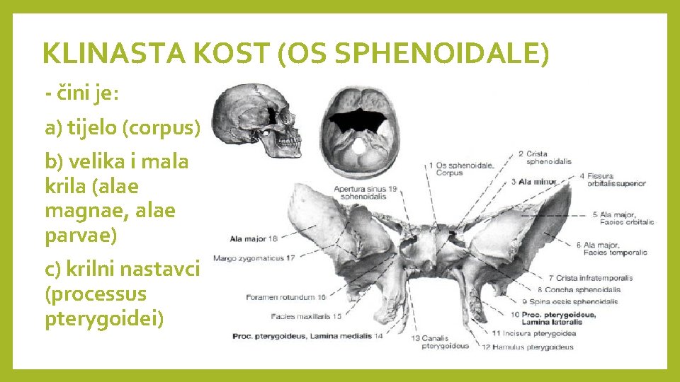 KLINASTA KOST (OS SPHENOIDALE) - čini je: a) tijelo (corpus) b) velika i mala
