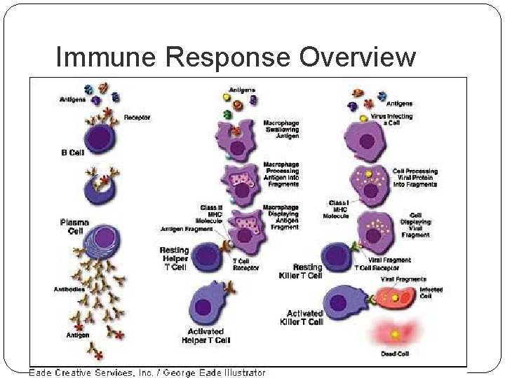 Immune Response Overview 