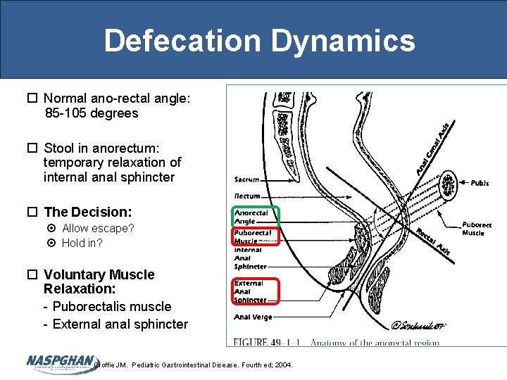 Defecation Dynamics Normal ano-rectal angle: 85 -105 degrees Stool in anorectum: temporary relaxation of
