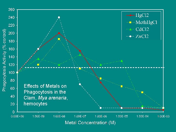 Effects of Metals on Phagocytosis in the Clam, Mya arenaria, hemocytes 