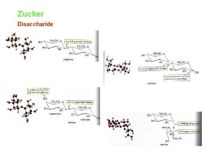 Zucker Disaccharide 