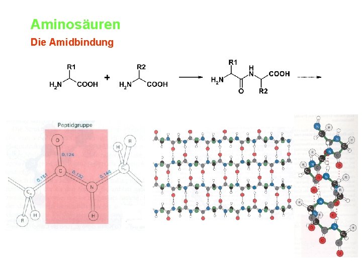 Aminosäuren Die Amidbindung 