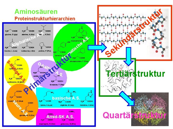 Aminosäuren Proteinstrukturhierarchien h ti a Ar t k ltig u er. A t. S.