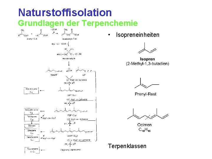Naturstoffisolation Grundlagen der Terpenchemie • Isopreneinheiten Terpenklassen 