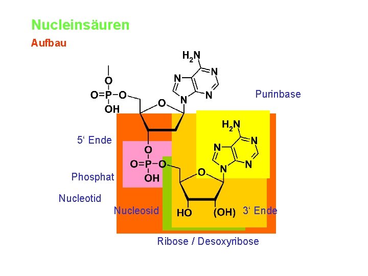 Nucleinsäuren Aufbau Purinbase 5‘ Ende Phosphat Nucleotid Nucleosid 3‘ Ende Ribose / Desoxyribose 