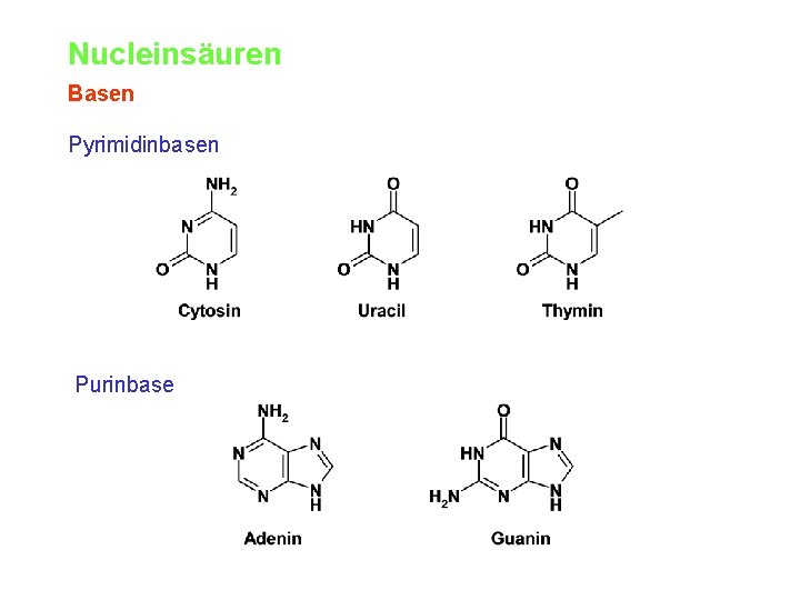 Nucleinsäuren Basen Pyrimidinbasen Purinbase 