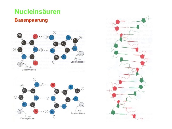 Nucleinsäuren Basenpaarung 