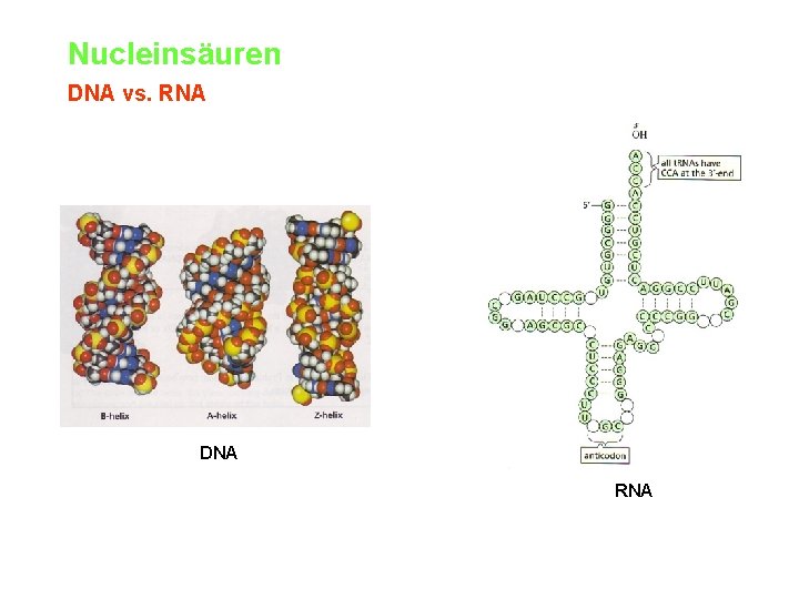 Nucleinsäuren DNA vs. RNA DNA RNA 