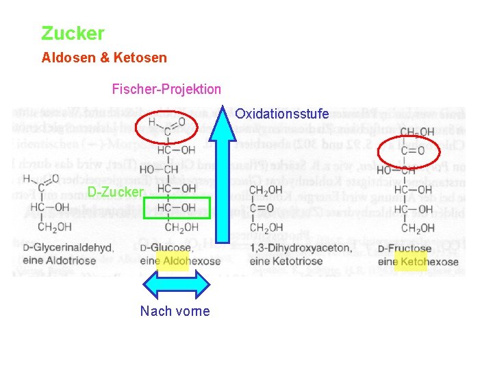 Zucker Aldosen & Ketosen Fischer-Projektion Oxidationsstufe D-Zucker Nach vorne 