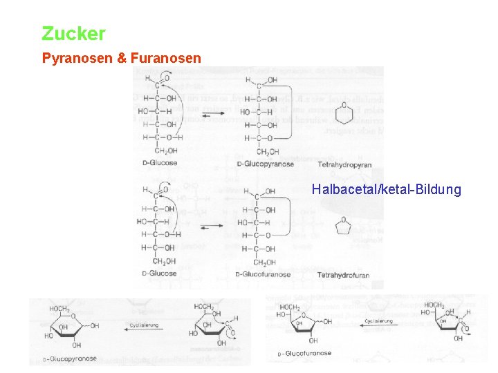 Zucker Pyranosen & Furanosen Halbacetal/ketal-Bildung 