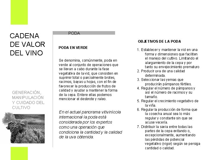 CADENA DE VALOR DEL VINO PODA OBJETIVOS DE LA PODA EN VERDE Se denomina,