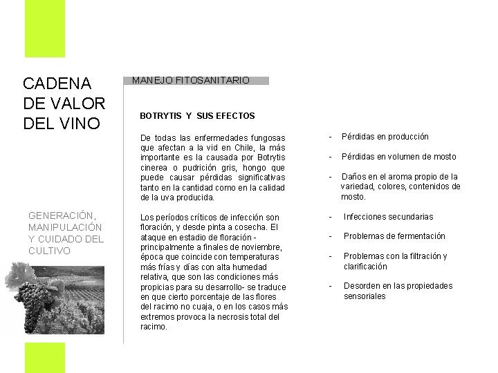 CADENA DE VALOR DEL VINO MANEJO FITOSANITARIO BOTRYTIS Y SUS EFECTOS De todas las