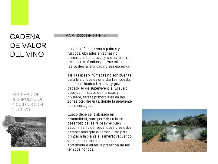 CADENA DE VALOR DEL VINO ANALISIS DE SUELO La vid prefiere terrenos pobres y