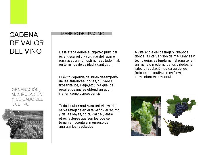 CADENA DE VALOR DEL VINO MANEJO DEL RACIMO Es la etapa donde el objetivo