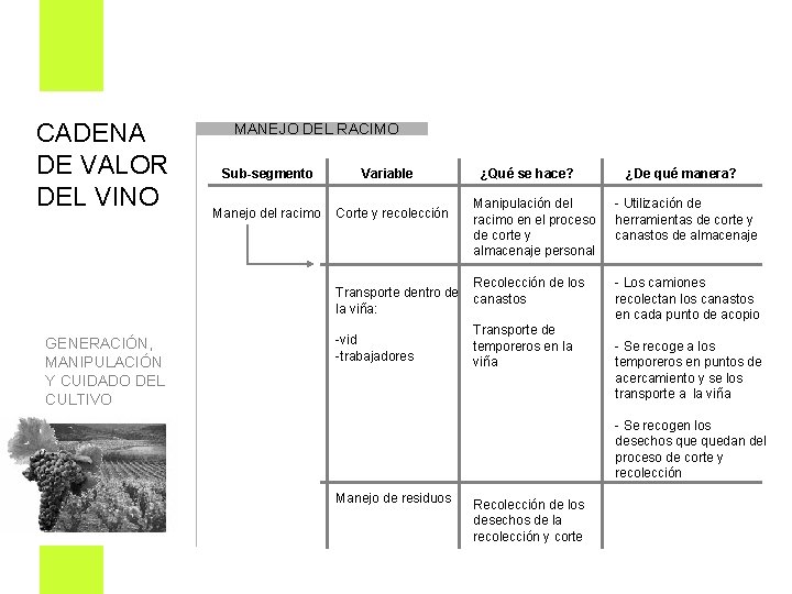 CADENA DE VALOR DEL VINO MANEJO DEL RACIMO Sub-segmento Manejo del racimo Variable Corte