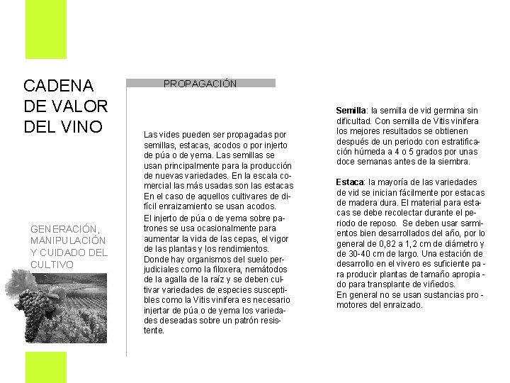 CADENA DE VALOR DEL VINO PROPAGACIÓN Las vides pueden ser propagadas por semillas, estacas,