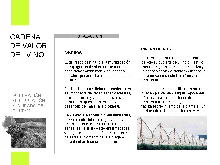 CADENA DE VALOR DEL VINO PROPAGACIÓN VIVEROS Lugar físico destinado a la multiplicación o