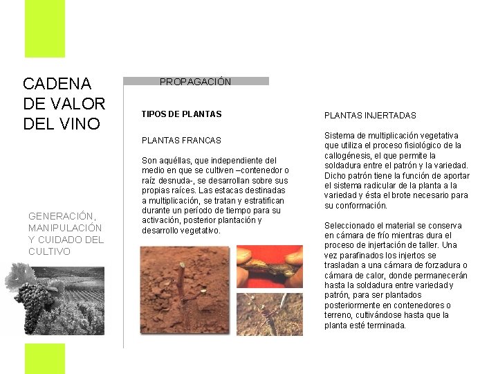 CADENA DE VALOR DEL VINO PROPAGACIÓN TIPOS DE PLANTAS FRANCAS Son aquéllas, que independiente