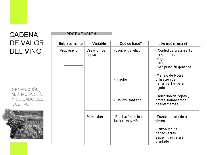 CADENA DE VALOR DEL VINO PROPAGACIÓN Sub-segmento Propagación Variable Creación de cepas ¿Qué se