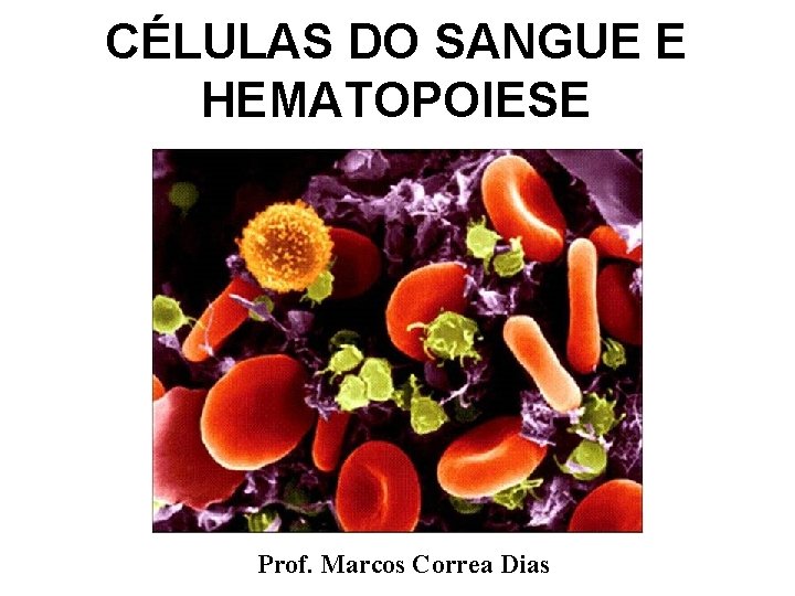 CÉLULAS DO SANGUE E HEMATOPOIESE Prof. Marcos Correa Dias 