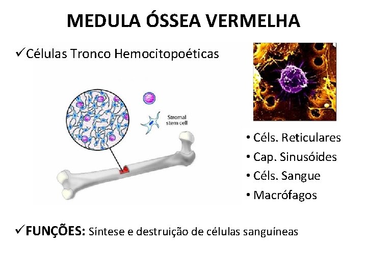 MEDULA ÓSSEA VERMELHA üCélulas Tronco Hemocitopoéticas • Céls. Reticulares • Cap. Sinusóides • Céls.