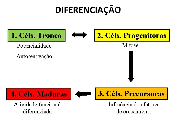 DIFERENCIAÇÃO 1. Céls. Tronco Potencialidade 2. Céls. Progenitoras Mitose Autorenovação 4. Céls. Maduras Atividade