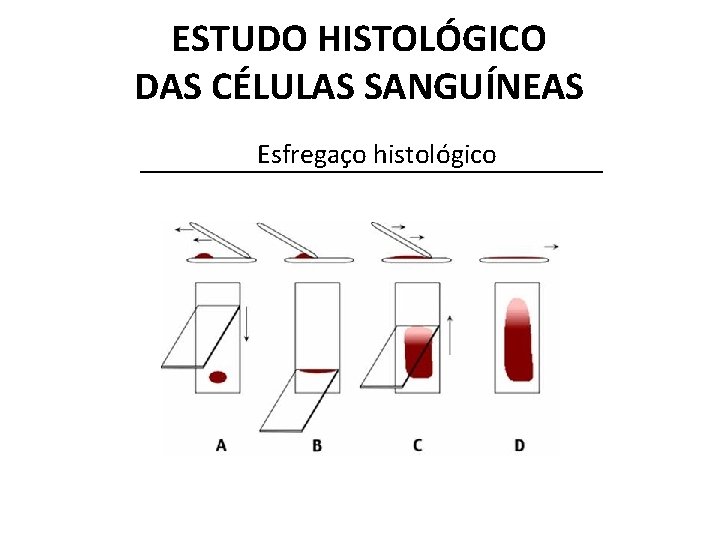 ESTUDO HISTOLÓGICO DAS CÉLULAS SANGUÍNEAS Esfregaço histológico 