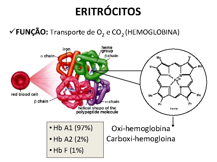 ERITRÓCITOS üFUNÇÃO: Transporte de O 2 e CO 2 (HEMOGLOBINA) • Hb A 1
