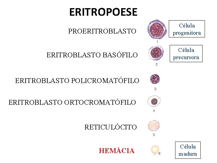 ERITROPOESE PROERITROBLASTO BASÓFILO Célula progenitora Célula precursora ERITROBLASTO POLICROMATÓFILO ERITROBLASTO ORTOCROMATÓFILO RETICULÓCITO HEMÁCIA Célula