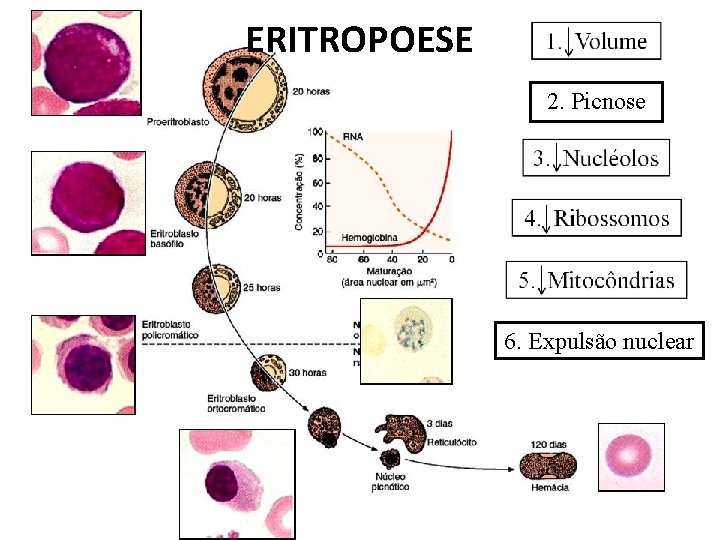 ERITROPOESE 2. Picnose 6. Expulsão nuclear 