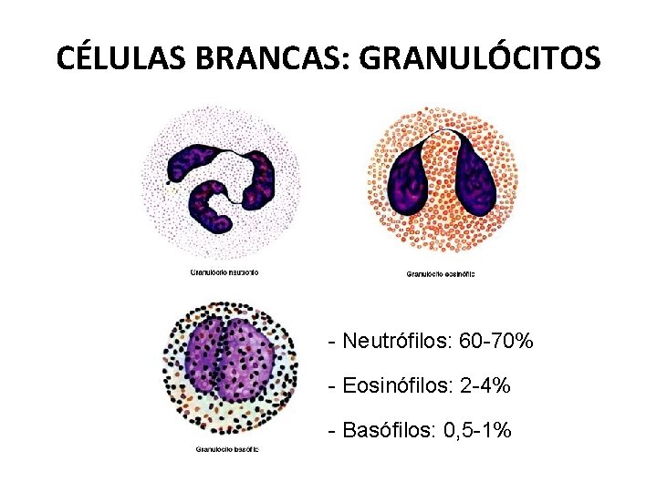 CÉLULAS BRANCAS: GRANULÓCITOS - Neutrófilos: 60 -70% - Eosinófilos: 2 -4% - Basófilos: 0,