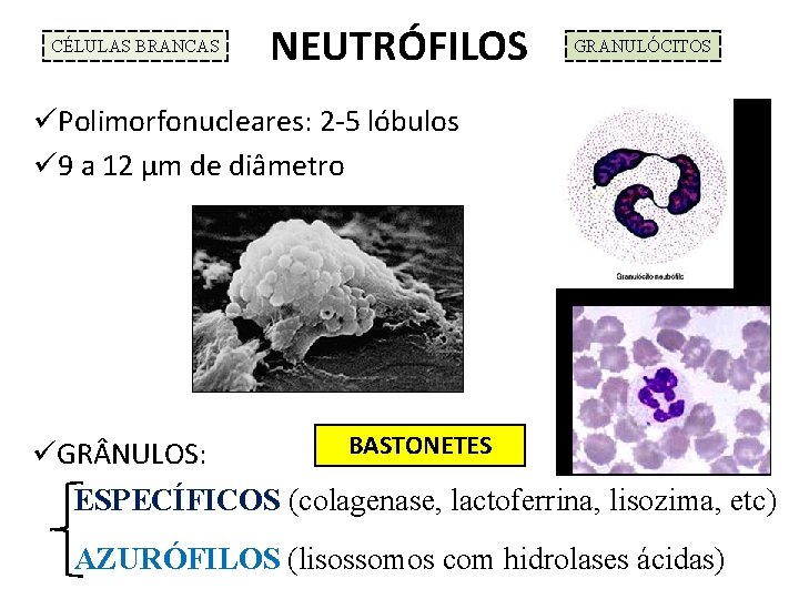 CÉLULAS BRANCAS NEUTRÓFILOS GRANULÓCITOS üPolimorfonucleares: 2 -5 lóbulos ü 9 a 12 µm de