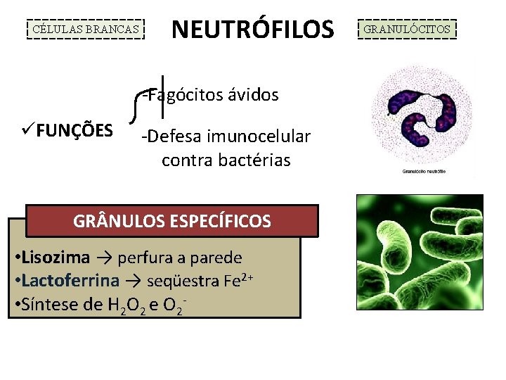 CÉLULAS BRANCAS NEUTRÓFILOS -Fagócitos ávidos üFUNÇÕES -Defesa imunocelular contra bactérias GR NULOS ESPECÍFICOS •