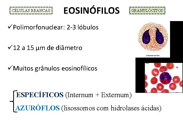 CÉLULAS BRANCAS EOSINÓFILOS GRANULÓCITOS üPolimorfonuclear: 2 -3 lóbulos ü 12 a 15 µm de