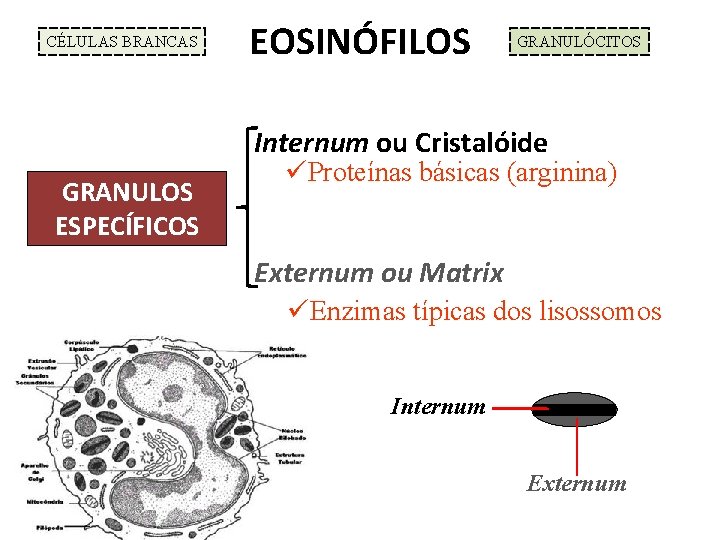 CÉLULAS BRANCAS EOSINÓFILOS GRANULÓCITOS Internum ou Cristalóide GRANULOS ESPECÍFICOS üProteínas básicas (arginina) Externum ou