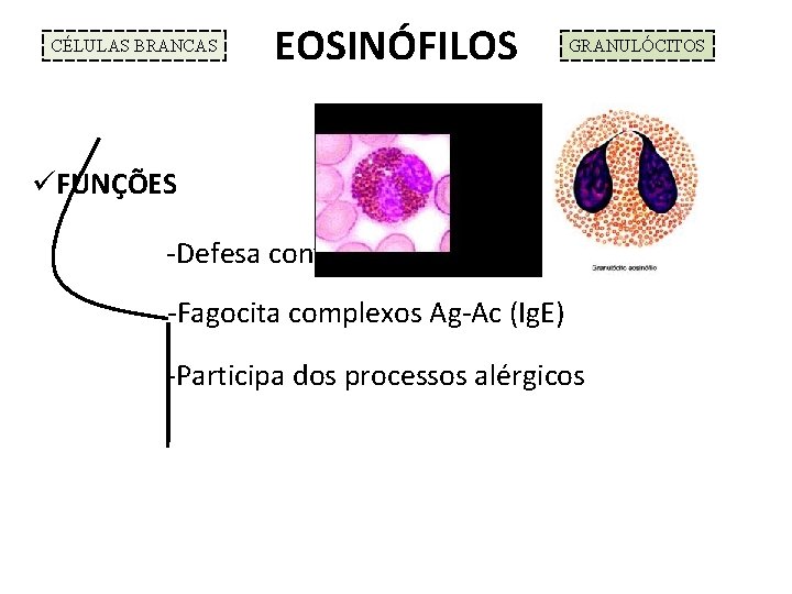 CÉLULAS BRANCAS EOSINÓFILOS GRANULÓCITOS üFUNÇÕES -Defesa contra parasitoses -Fagocita complexos Ag-Ac (Ig. E) -Participa