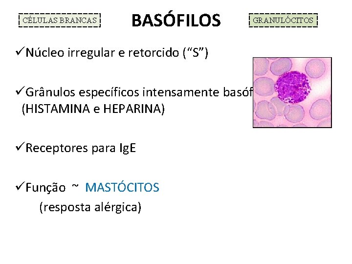 CÉLULAS BRANCAS BASÓFILOS GRANULÓCITOS üNúcleo irregular e retorcido (“S”) üGrânulos específicos intensamente basófilos (HISTAMINA