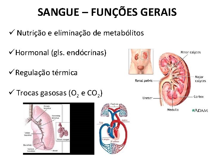 SANGUE – FUNÇÕES GERAIS ü Nutrição e eliminação de metabólitos üHormonal (gls. endócrinas) üRegulação