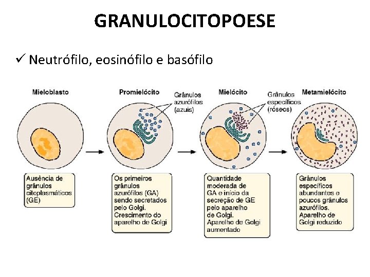 GRANULOCITOPOESE ü Neutrófilo, eosinófilo e basófilo 