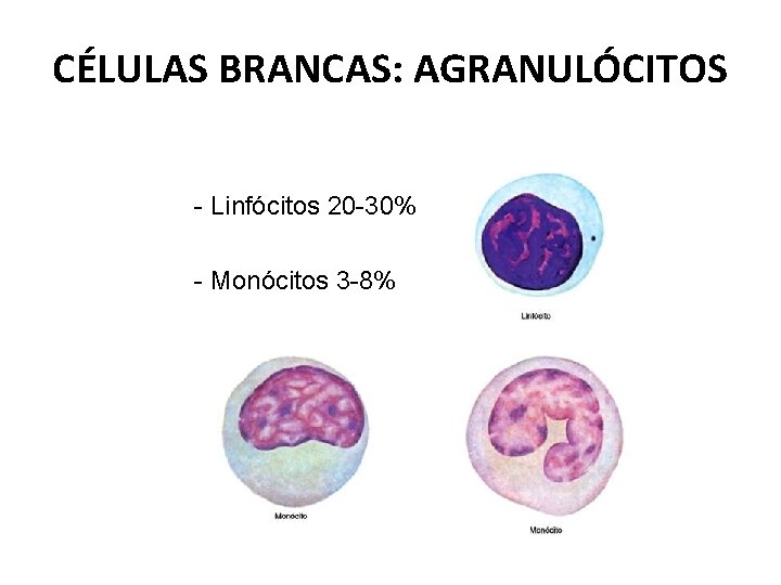 CÉLULAS BRANCAS: AGRANULÓCITOS - Linfócitos 20 -30% - Monócitos 3 -8% 