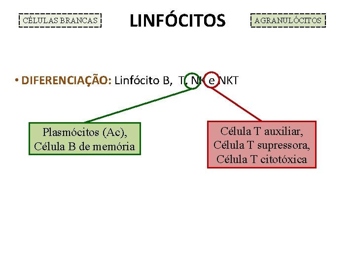 CÉLULAS BRANCAS LINFÓCITOS AGRANULÓCITOS • DIFERENCIAÇÃO: Linfócito B, T, NK e NKT NK Plasmócitos