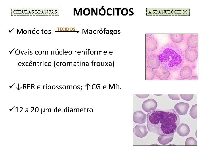 CÉLULAS BRANCAS ü Monócitos MONÓCITOS TECIDOS Macrófagos üOvais com núcleo reniforme e excêntrico (cromatina