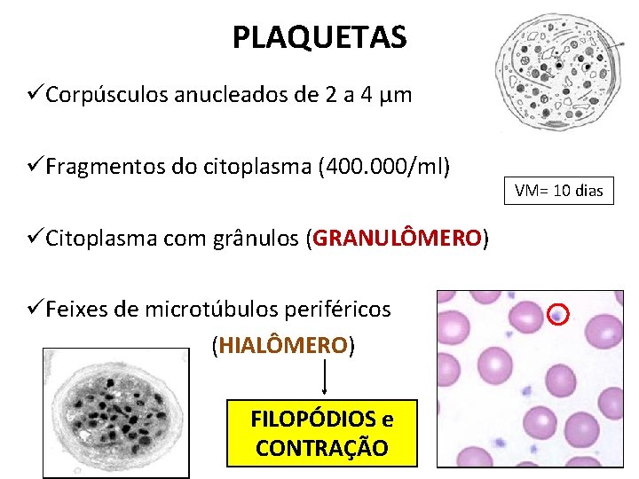 PLAQUETAS üCorpúsculos anucleados de 2 a 4 µm üFragmentos do citoplasma (400. 000/ml) üCitoplasma