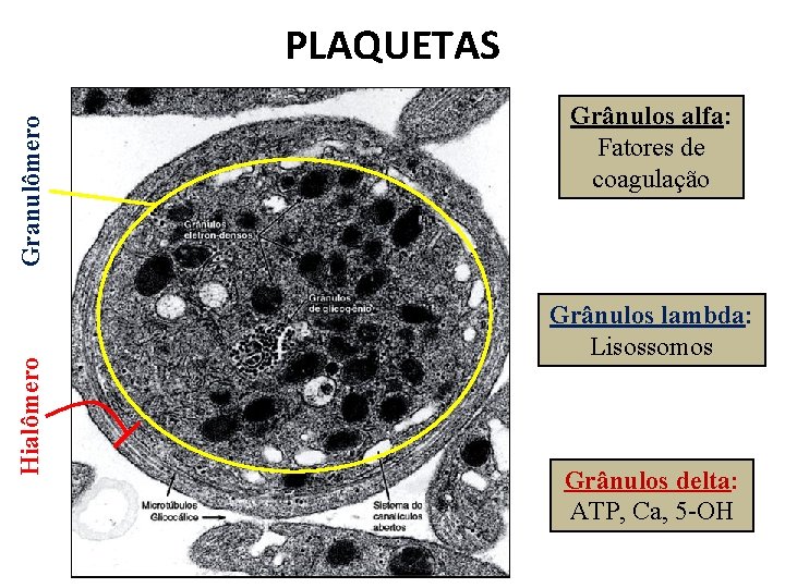 Hialômero Granulômero PLAQUETAS Grânulos alfa: Fatores de coagulação Grânulos lambda: Lisossomos Grânulos delta: ATP,