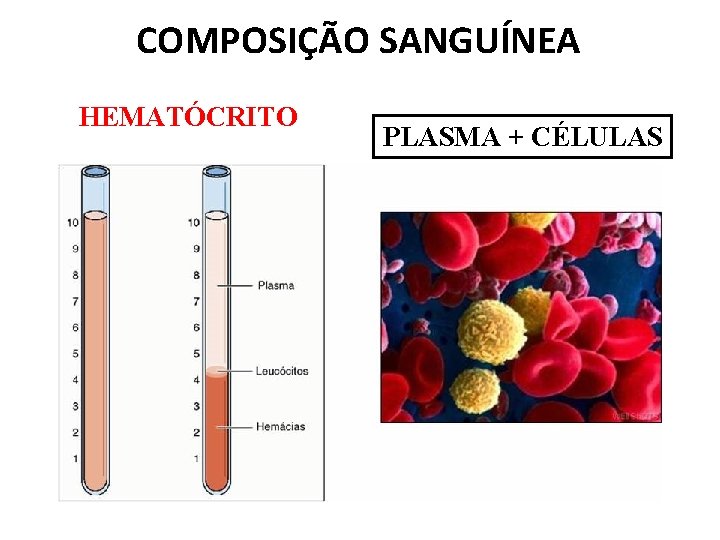 COMPOSIÇÃO SANGUÍNEA HEMATÓCRITO 1% 35 -50% PLASMA + CÉLULAS 
