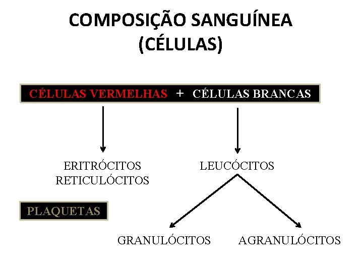 COMPOSIÇÃO SANGUÍNEA (CÉLULAS) CÉLULAS VERMELHAS + CÉLULAS BRANCAS ERITRÓCITOS RETICULÓCITOS LEUCÓCITOS PLAQUETAS GRANULÓCITOS AGRANULÓCITOS