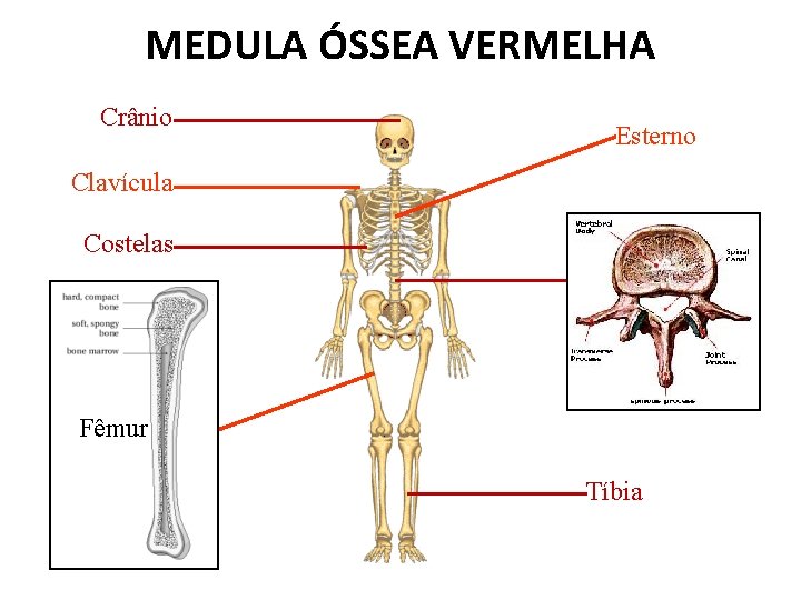 MEDULA ÓSSEA VERMELHA Crânio Esterno Clavícula Costelas Fêmur Tíbia 